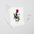 Pink Rose Postcard
